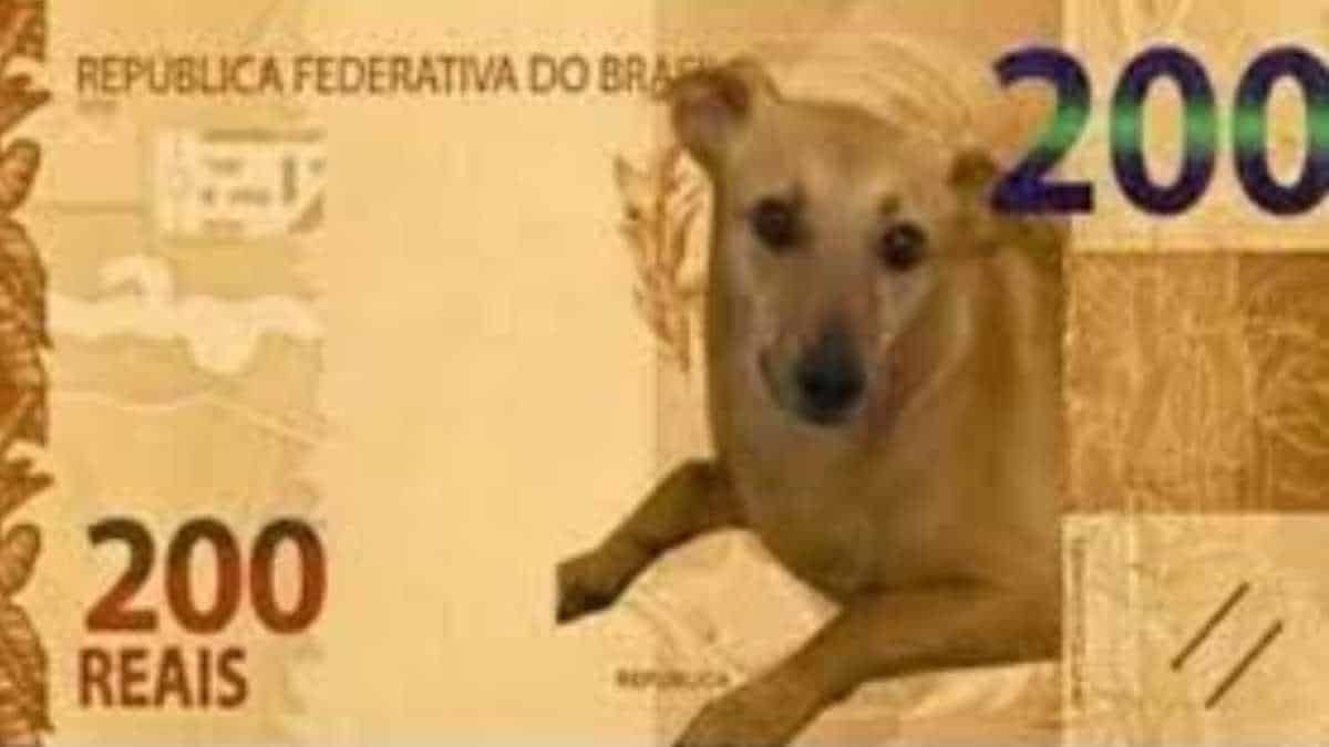 Cachorro Caramelo Por Que Ele T O Famoso