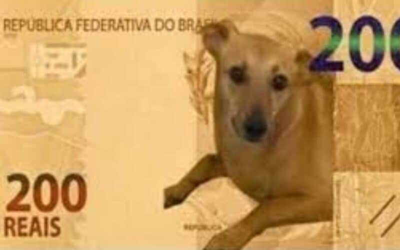 Cachorro caramelo: Por que ele é tão famoso?